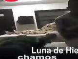 Los Chamos apareandose como Ratas. 